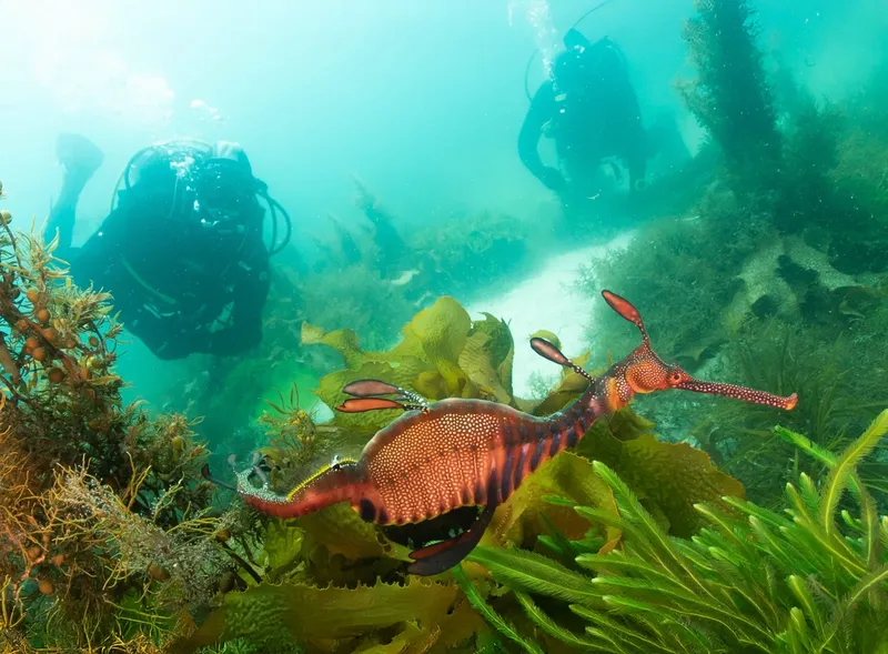 Deux plongeurs observent un poisson-dragon dans une eau turquoise