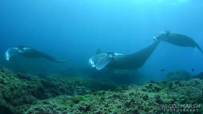 Trois raies manta nagent au-dessus d'un récifal corallien en eau bleue