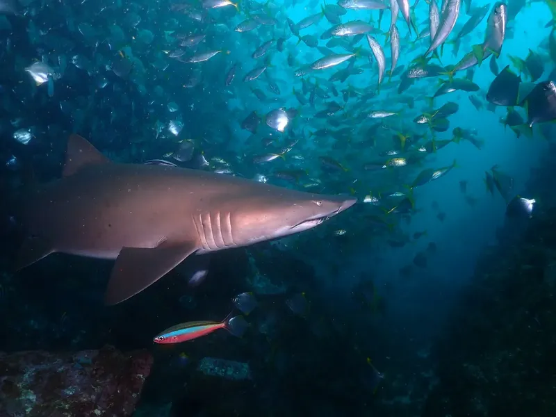 Requin de récif gris nageant au milieu d'un banc de poissons