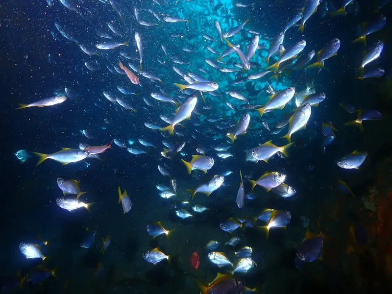 Banc de poissons argentés nageant dans l'eau bleue, lumière naturelle