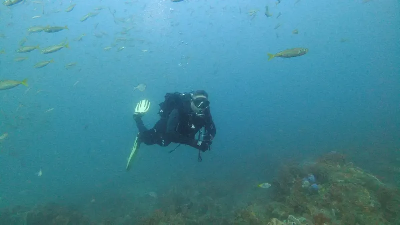 Plongeur en combinaison noire évolue au milieu de petits poissons jaunes