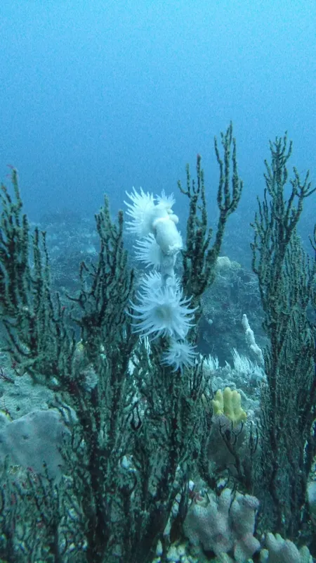 Coraux mous blancs et noirs sur fond bleu, vie marine