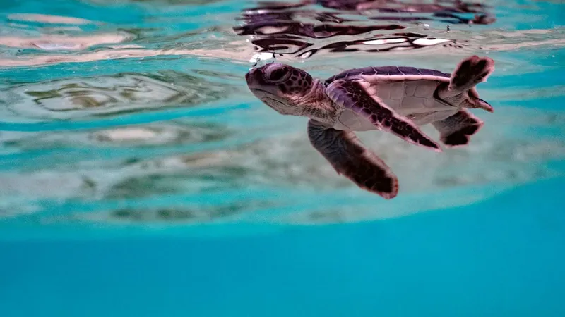 Jeune tortue marine nageant paisiblement dans une eau turquoise claire