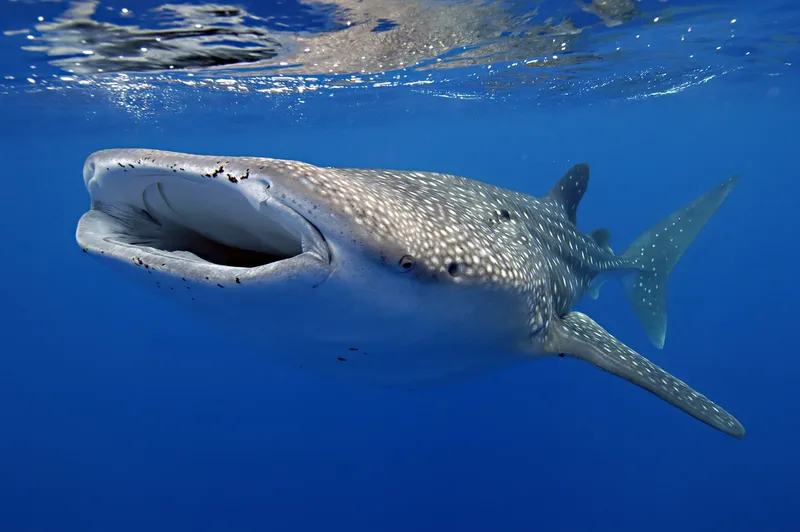 Requin baleine nageant en surface, bouche ouverte, corps tacheté
