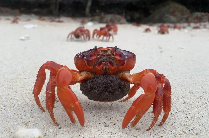 Nombreux crabes rouges sur un sol sableux clair en bord de mer