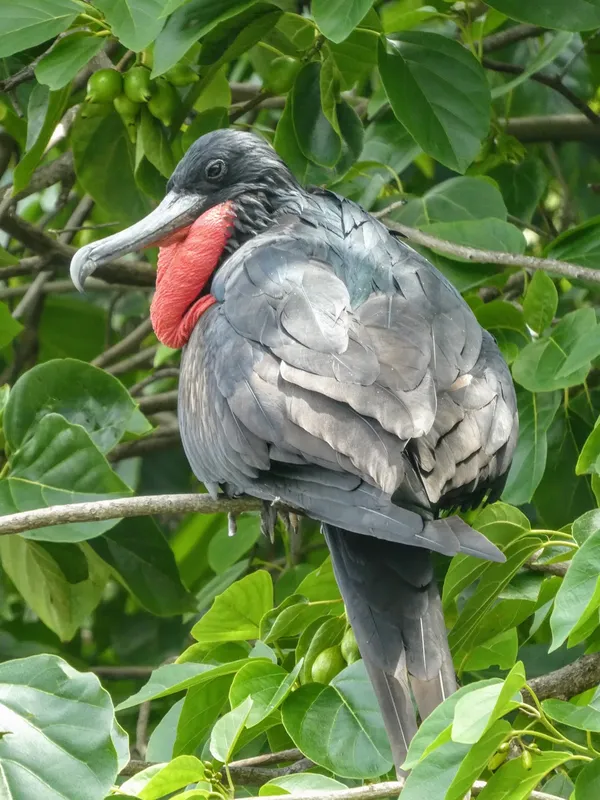 Oiseau marin perché sur une branche avec un plumage gris et rouge