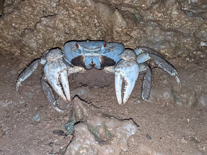 Un crabe bleu se tient sur un fond rocheux sous-marin