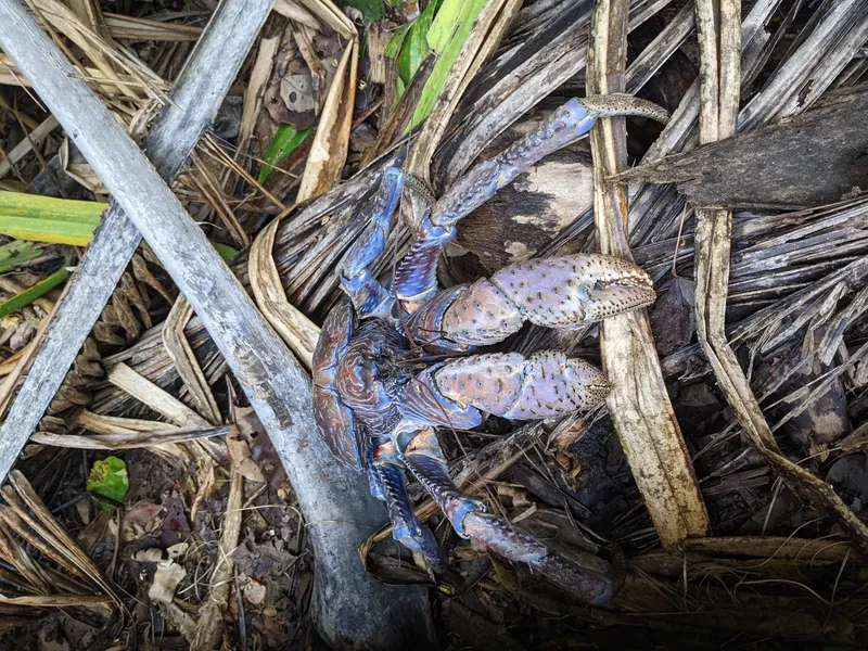 Un grand crabe bleu se camoufle parmi les feuilles sèches et les brindilles