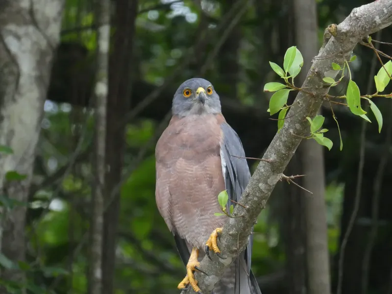 Oiseau de proie perché sur une branche d'arbre, regardant l'objectif