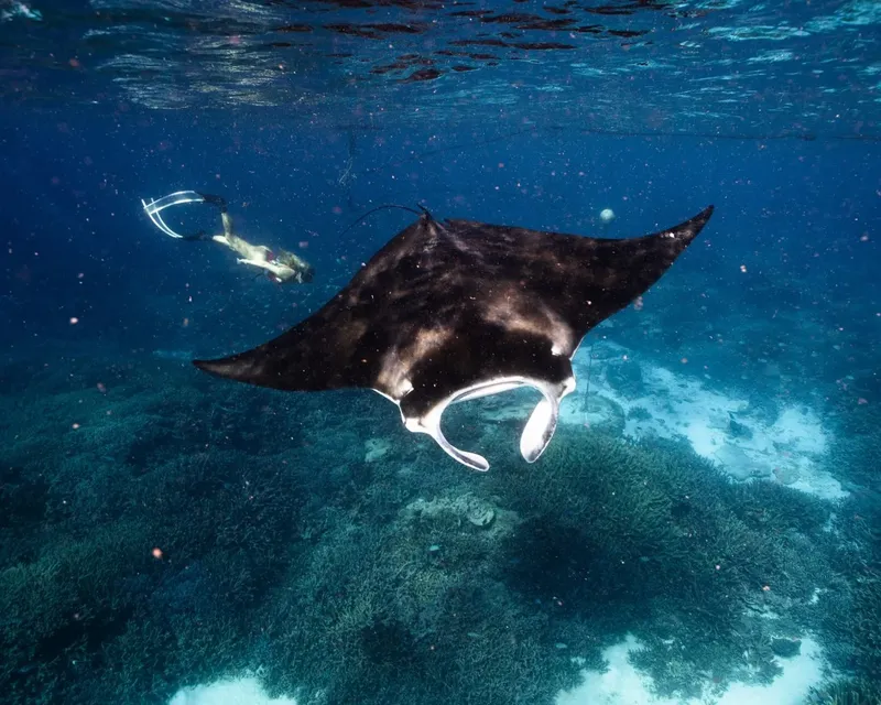 Raie manta nageant en pleine eau avec un plongeur en arrière-plan