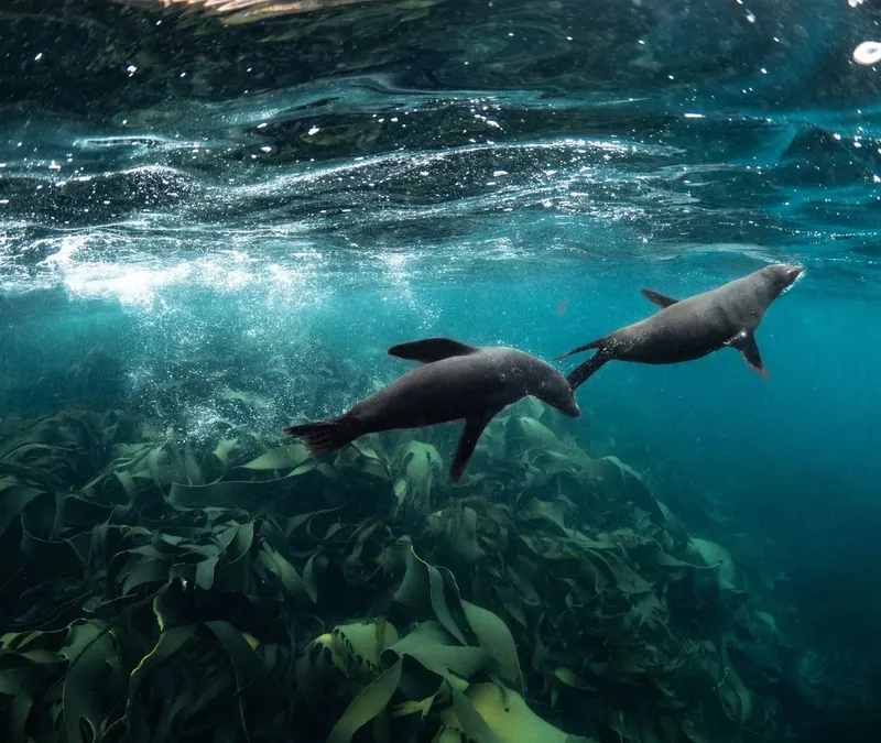 Deux otaries nagent gracieusement sous la surface de l'eau turquoise