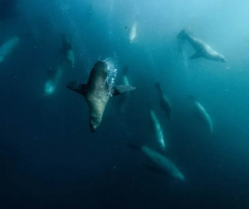 Otaries nageant en profondeur dans une eau bleue et claire