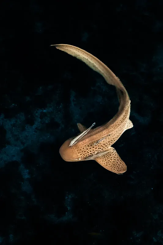 Requin taureau nageant dans l'obscurité, vue plongee, animal marin