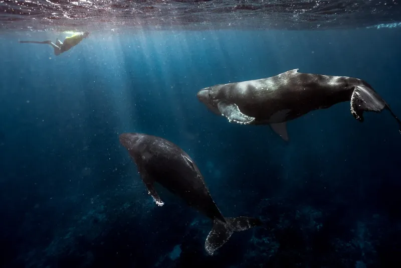 Deux baleines à bosse nagent avec une plongeuse en apnée