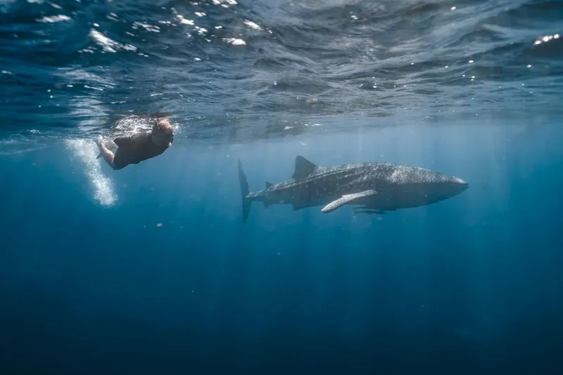 Plongeur nageant avec un requin baleine dans une eau bleue claire