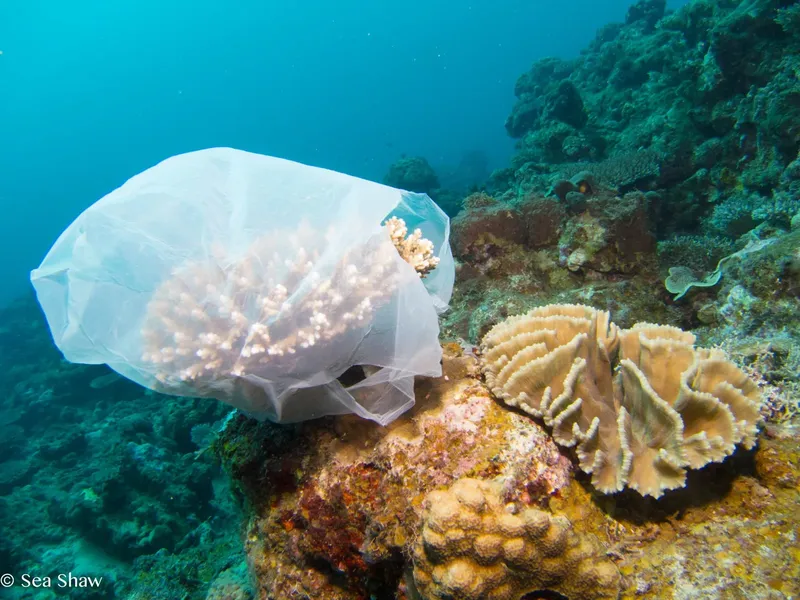Coraux recouverts d'un filet de protection sous l'eau turquoise