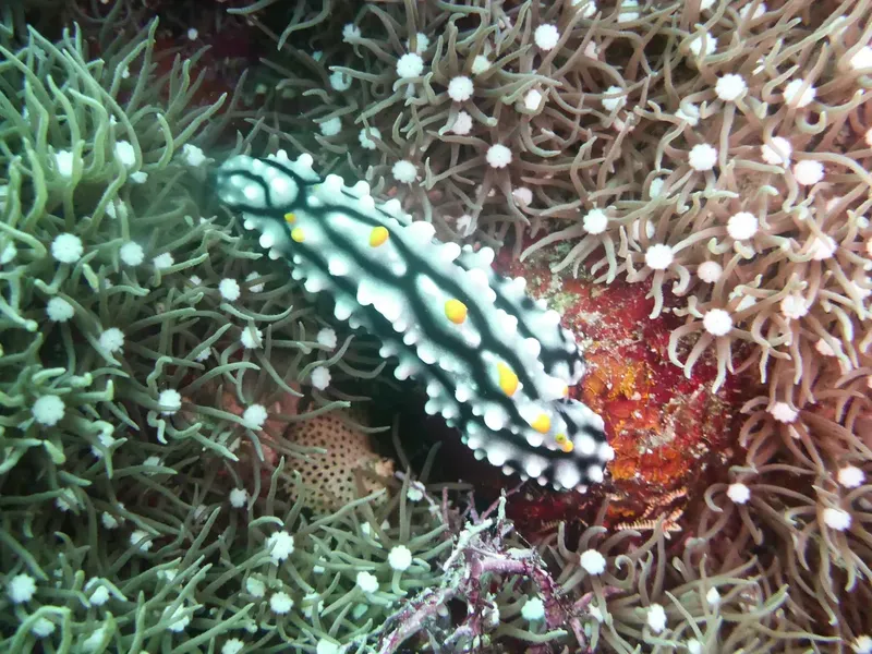 Nudibranche rayée blanche et noire sur corail, vie marine colorée