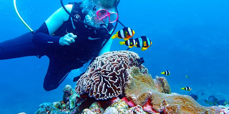 Plongeur observant des poissons zébrés près d'un corail coloré