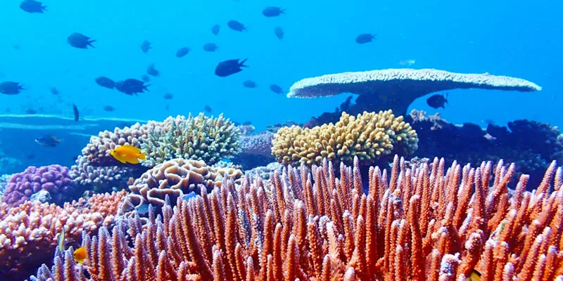 Recif corallien coloré avec de nombreux poissons tropicaux en mer
