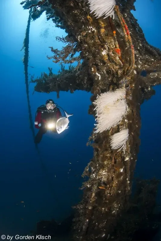 Plongeur explorant une épave marine avec des gorgones blanches
