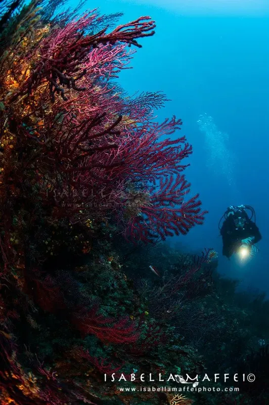 Plongeur explorant un récif corallien rouge vif en milieu aquatique