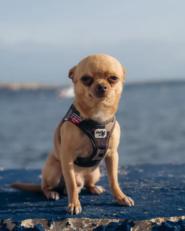 Petit chien chihuahua assis sur un quai rocheux regardant la caméra