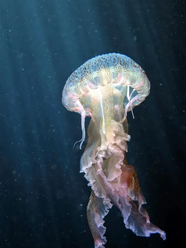 Méduse translucide nageant dans l'eau bleue, lumière filtrée, créature marine