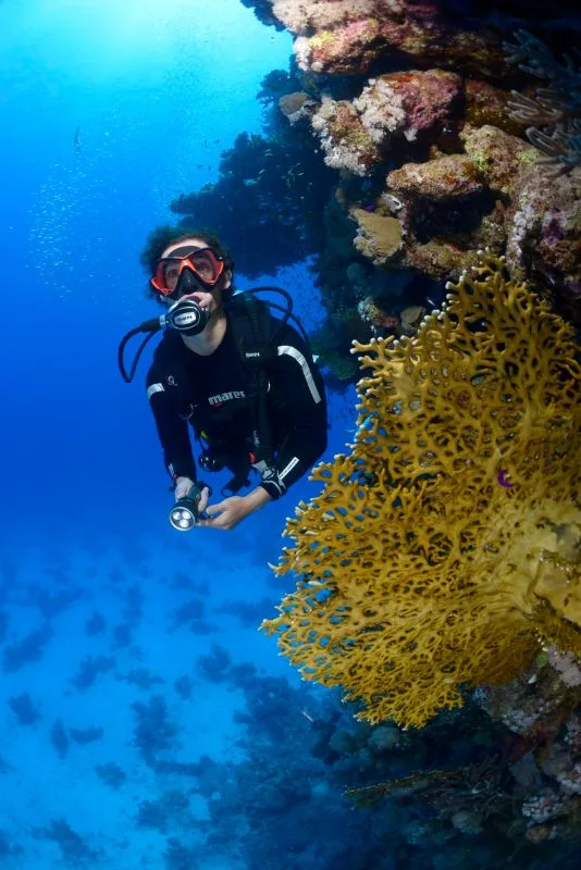 Plongeur explorant un récif corallien bleu avec une gorgone jaune