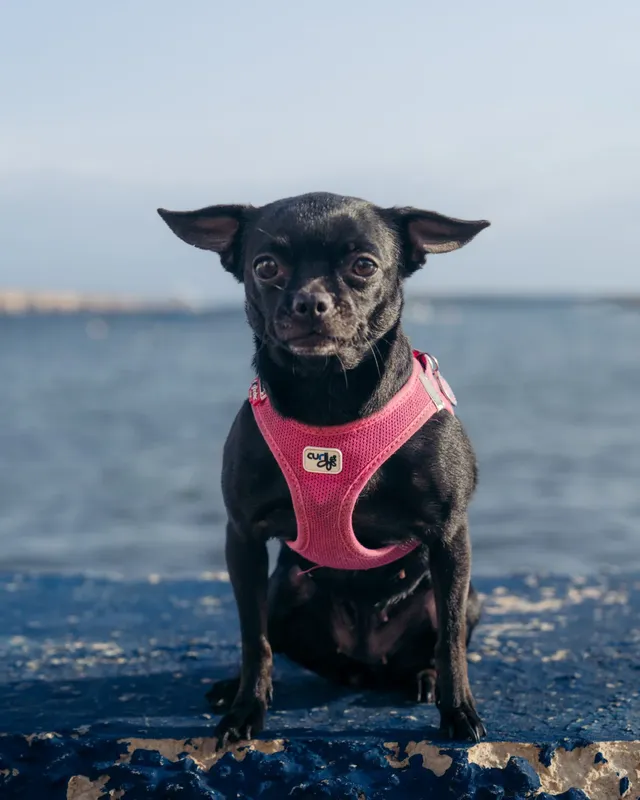 Petit chien noir assis sur un muret face à la mer