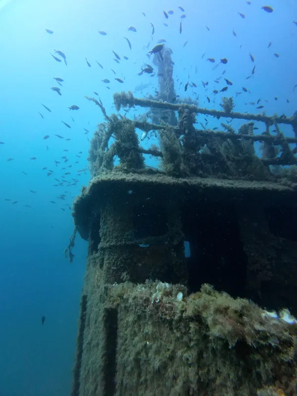 Épave de bateau colonisée par la vie marine et entourée de poissons