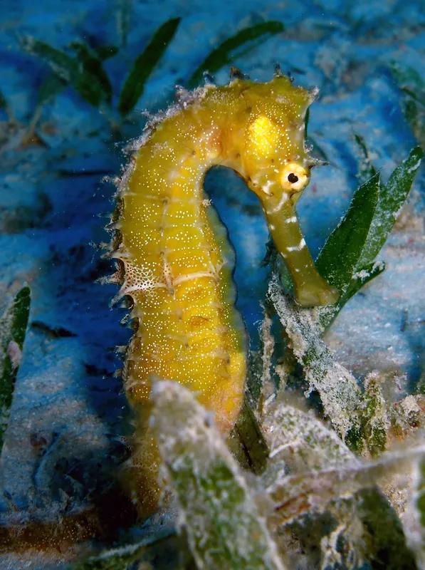 Hippocampe jaune se fondant dans la végétation marine, portrait détaillé
