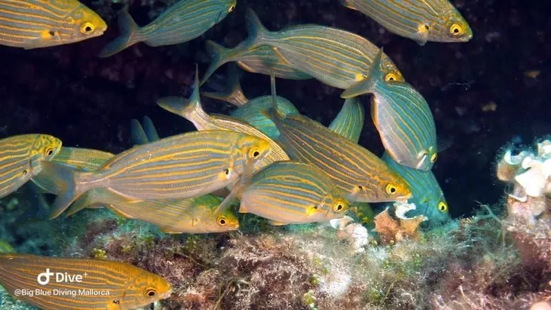 Banc de poissons rayés dorés nageant au milieu d'un récif rocheux