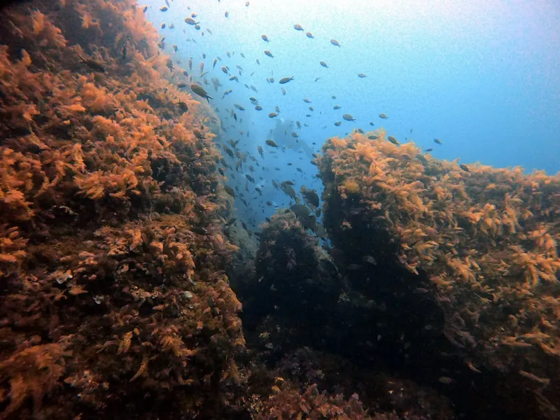 Banc de petits poissons évoluant près d'une paroi rocheuse colonisée