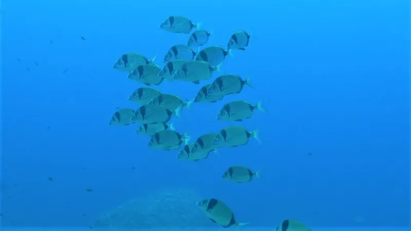 Banc de poissons argentés nageant dans une eau bleue claire