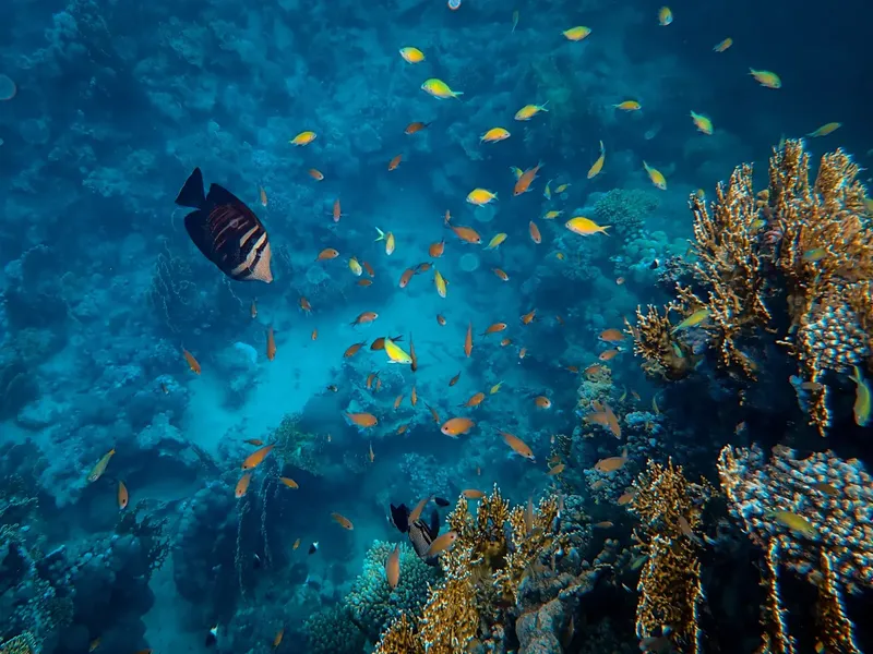 Banc de poissons colorés et coraux dans une eau bleue claire