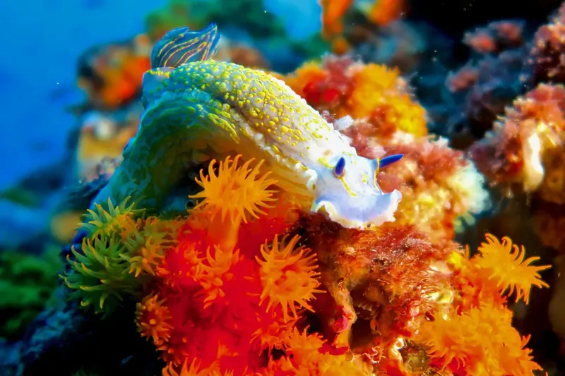 Nudibranche colorée sur un récifal corallien vibrant et détaillé