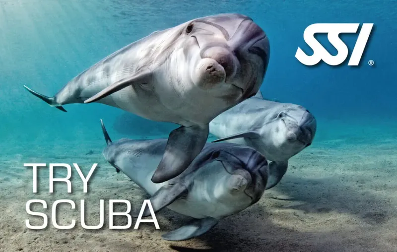 Deux dauphins nagent dans une eau turquoise, logo SSI visible