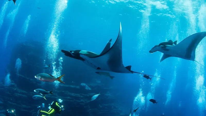 Raies manta majestueuses évoluent dans une eau claire et ensoleillée