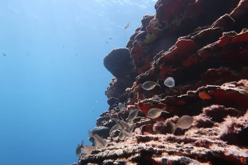 Vue sous-marine d'un récif corallien avec banc de poissons argentés