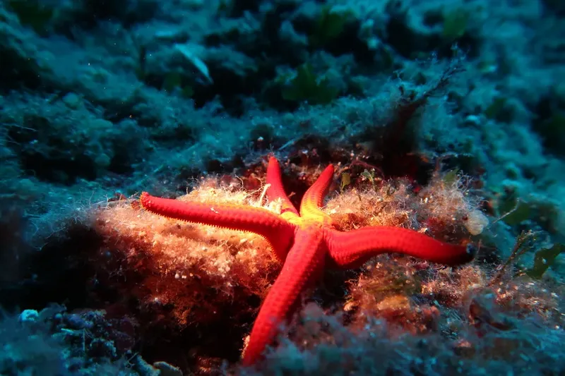 Etoile de mer rouge sur fond rocheux et végétation marine