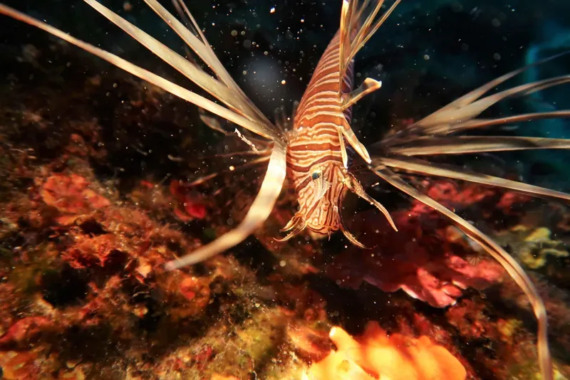 Poisson-lion rouge et blanc nageant au-dessus d'un récif corallien coloré