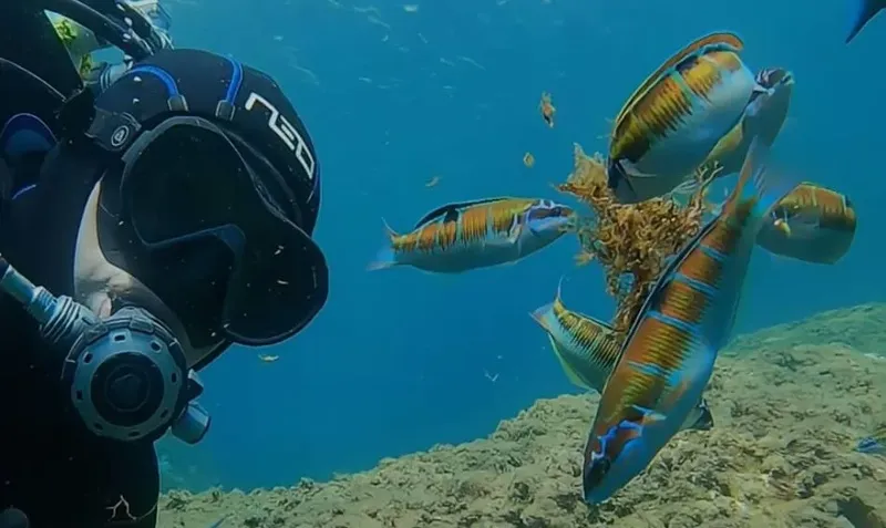Plongeur et banc de poissons colorés dans une eau claire