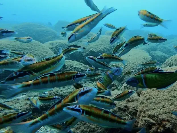 Banc de poissons rayés nageant autour de rochers sous l'eau