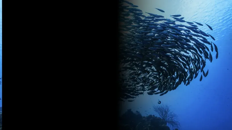 Un banc de poissons argentés forme un tourbillon sous la surface