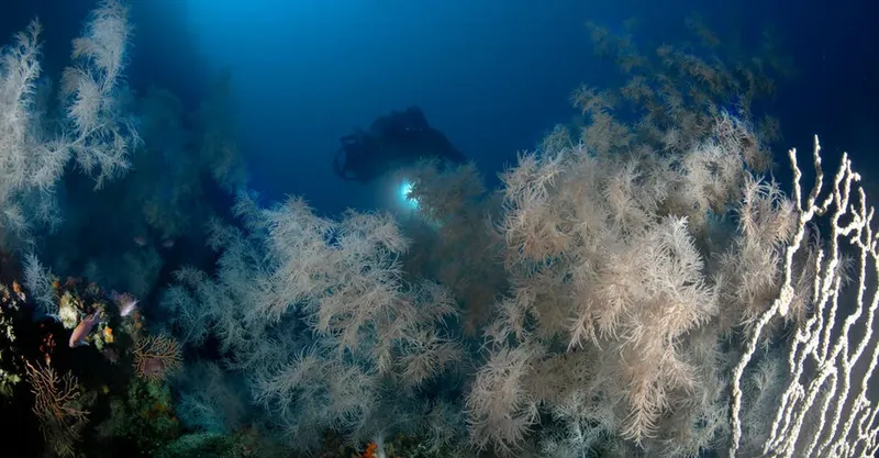 Plongeur évoluant dans un environnement sous-marin riche en coraux gorgones