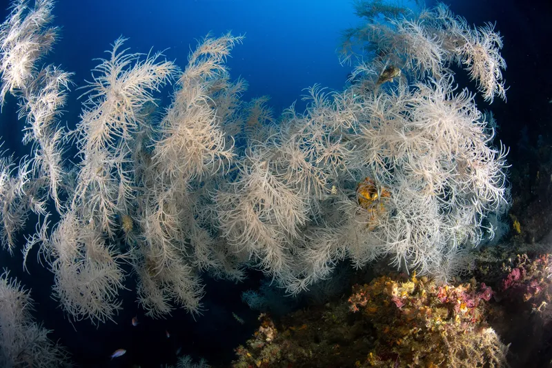 Gorgones blanches et poissons tropicaux dans un récif corallien ensoleillé