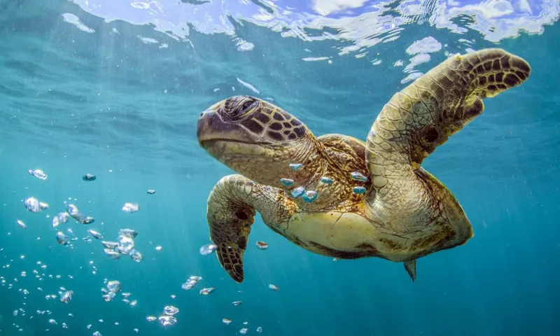 Tortue marine nageant paisiblement dans l'eau bleue entourée de petits poissons