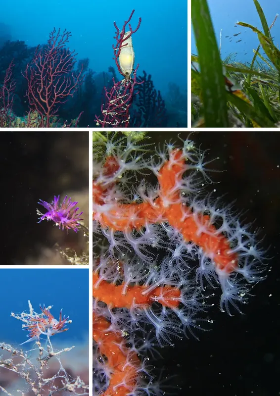 Coraux gorgones, nudibranches et faune marine colorée en plongée sous-marine