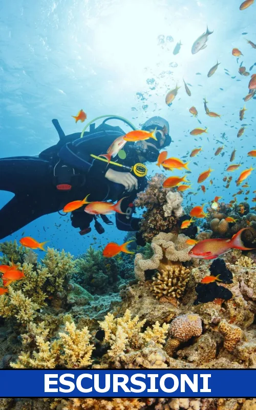 Plongeur explore un récifal corallien coloré avec de nombreux poissons