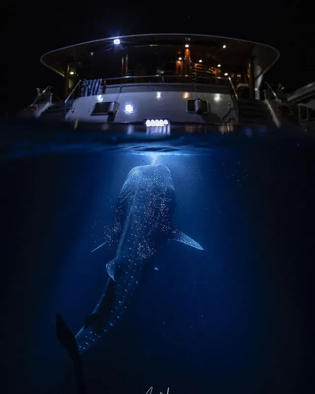 Requin baleine nageant sous un bateau de plongée en eau profonde